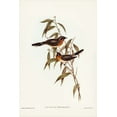 thumbnail image 2 of Gould, John 11x14 Black Ornate Wood Framed with Double Matting Museum Art Print Titled - Black-fronted Flycatcher-Monarcha trivirgata, 2 of 4