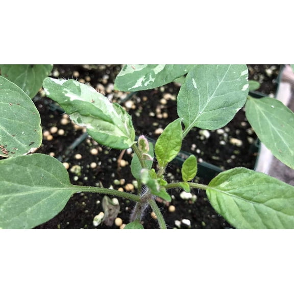 Faelan's First Snow Variegated Cherokee Purple Heirloom Tomato Premium Seeds Packet