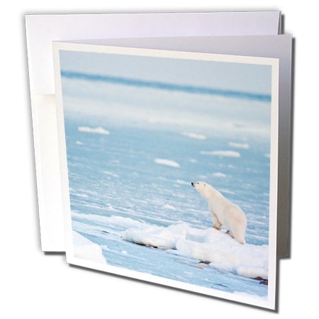 3dRose Polar Bear, Hudson Bay, Churchill Wildlife Area, Churchill, MB Canada - Greeting Cards, 6 by 6-inches, set of