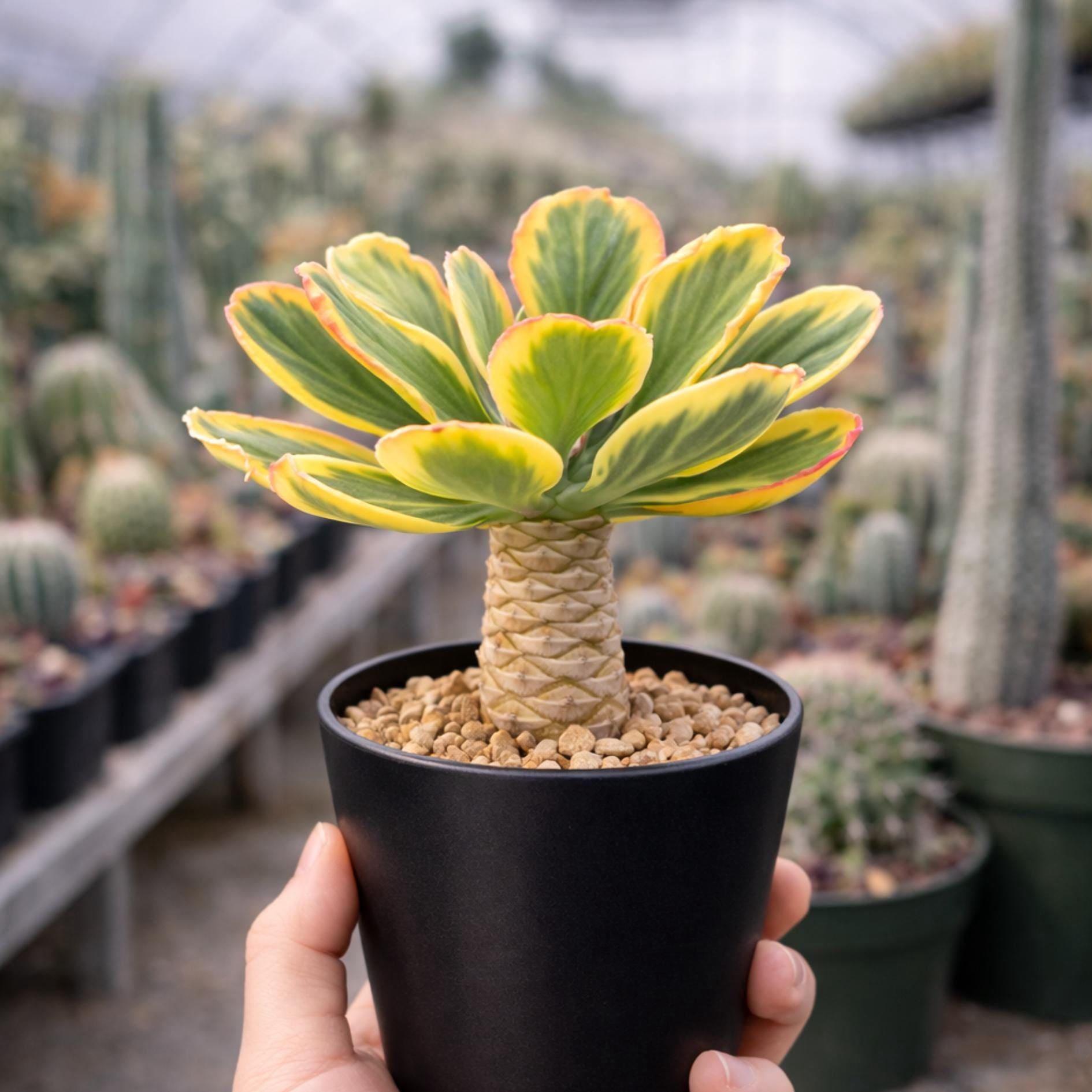 Variegated Euphorbia Poissonii - Rare Variegated Succulent Plant - Exotic Indoor Plant - Unique Houseplant Gift (no leaves)