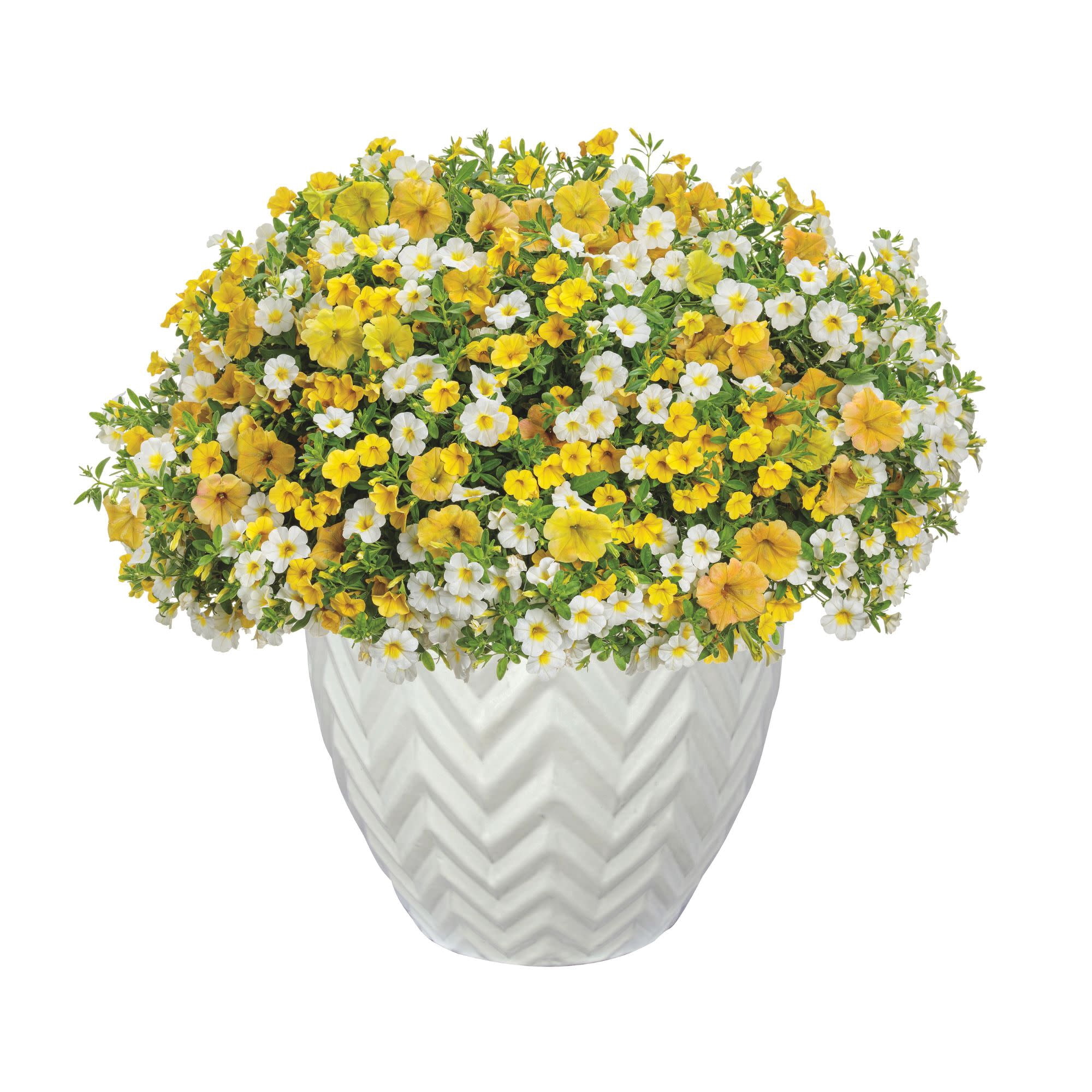 Proven Winners 4" Yellow Supertunia Honey Petunia Live Plant in 4.25" Pot (4 Count)