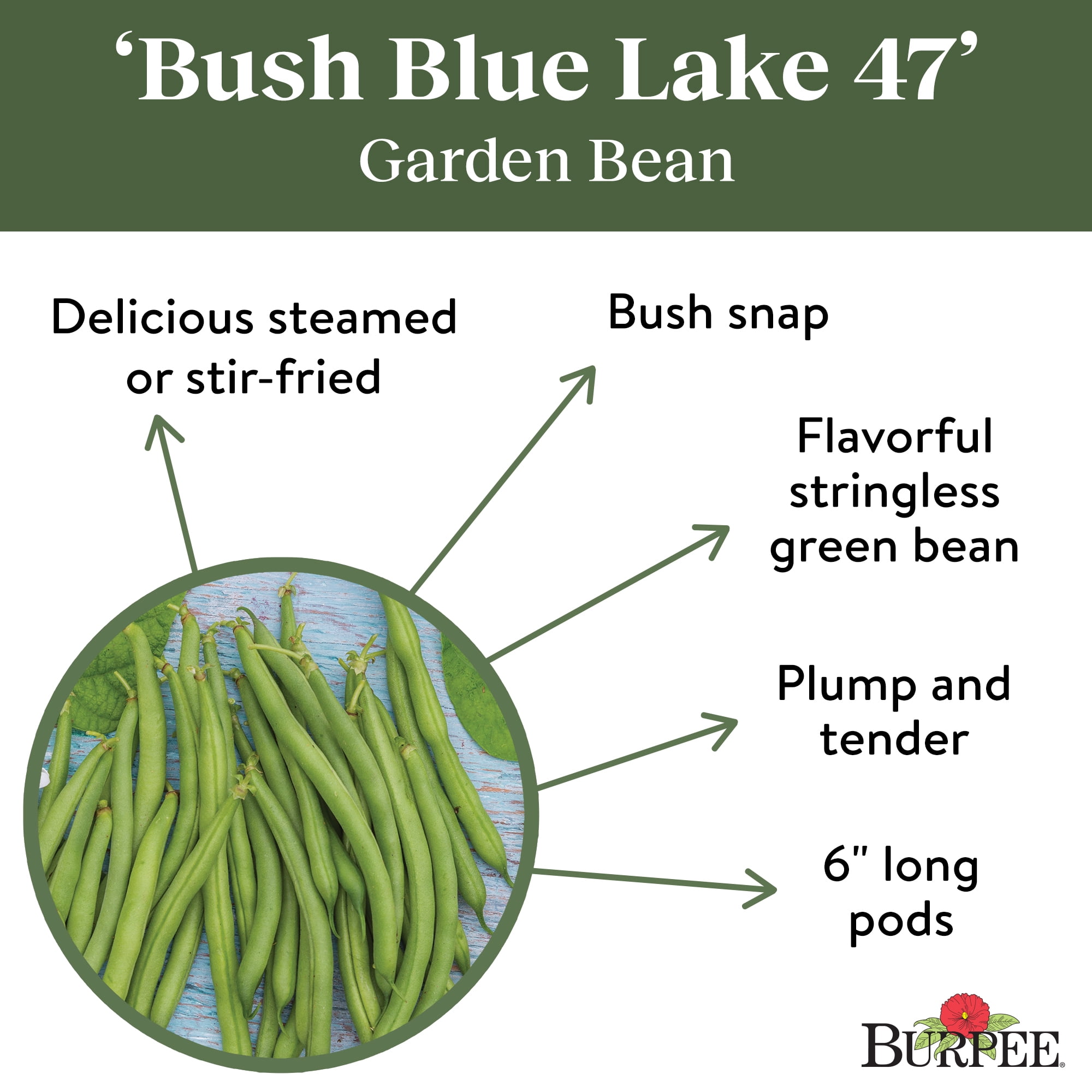 Burpee Organics Bush Blue Lake 47 Garden Bean Seeds - Non-GMO, Bush Bean, Easy to Grow, Organic Vegetable Gardening Seeds, 18g, 1-Pack