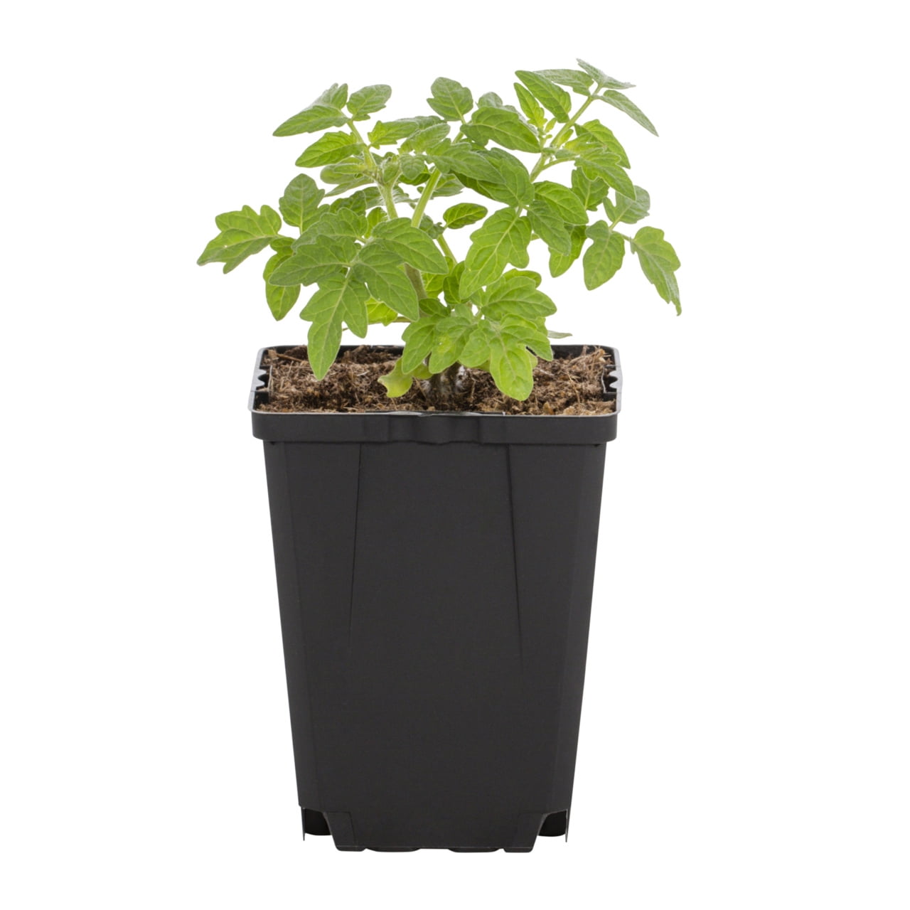 Expert Gardener Cherry Tomato Live Edible Plant, 1 PT Grower Pot, Full Sun, 6-Pack