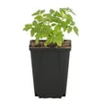 thumbnail image 3 of Expert Gardener 1PT Cherry Tomato Live Edible Plant Sun 6-Pack, 3 of 7