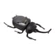 thumbnail image 1 of Modelo de insecto escarabajo pelotero, juguete de insecto con energía solar, juguete de insecto con energía solar, robot de energía solar, insecto diseñado con precisión, 1 of 8