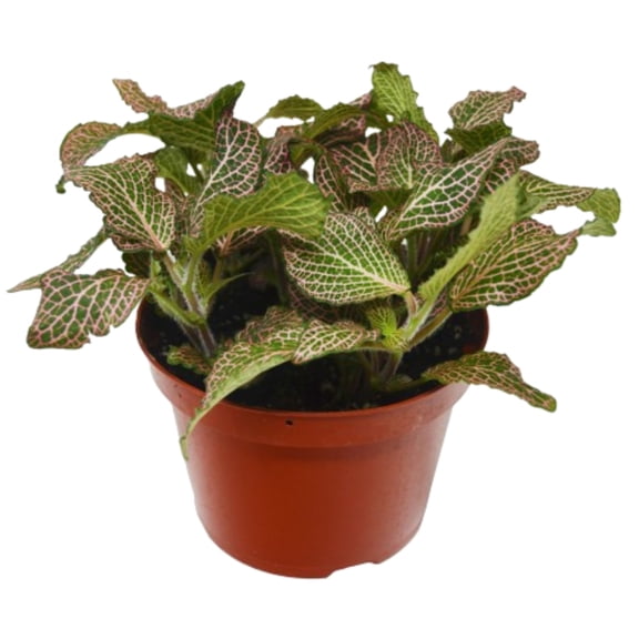 Fittonia 'Pink', 4" Pot, Indoor Houseplant, Easy Care, Live Plant for Indoor & Outdoor