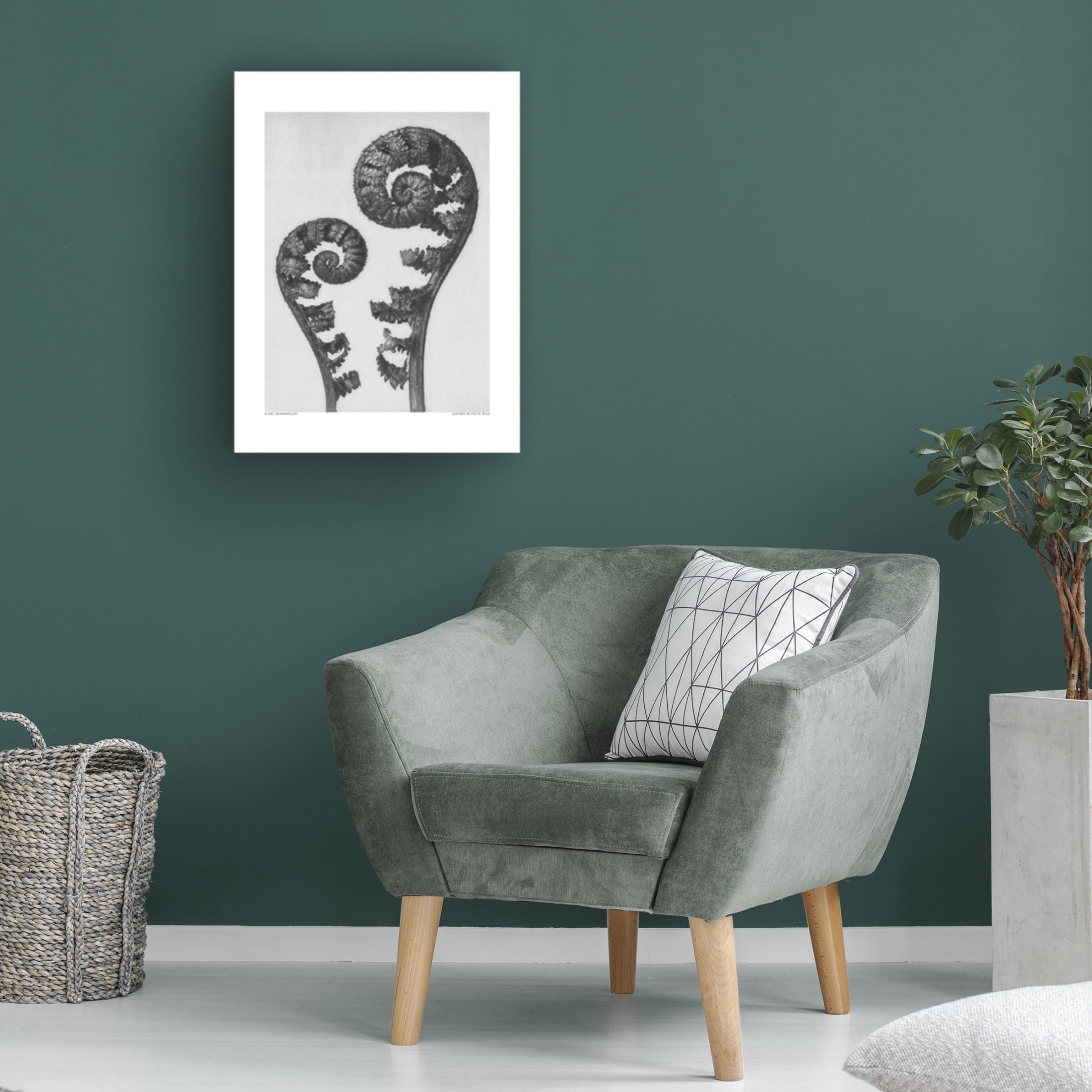 Trademark Fine Art Pictufy Aspidium Filix Mas Canvas Wall Art