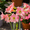 e, variant on Amaryllis bulbs   Home Garden Decoration Bright for Planting Perennials Bulbs for Planting Pots to Grow