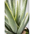 thumbnail image 3 of Sullivans Artificial Potted Aloe 24"H Green, 3 of 6