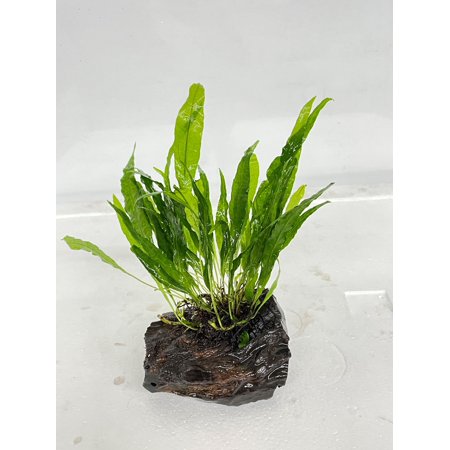 Microsorum Pteropus Java Fern on Driftwood Small