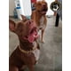 thumbnail image 5 of Cadena Para Perros Tipo Cubana Color Dorado Tipo Castigo, 5 of 8