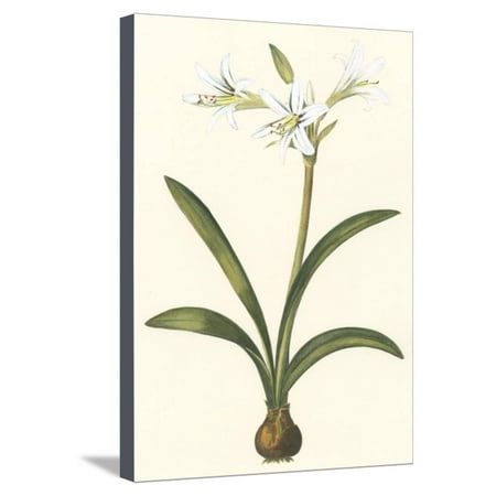Belladonna Two Light - Belladonna Lilies II Stretched Canvas Print Wall Art