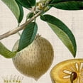 thumbnail image 2 of Vision Studio 20x20 Gold Ornate Wood Framed with Double Matting Museum Art Print Titled - Cropped Turpin Tropicals V, 2 of 4
