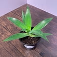 thumbnail image 5 of MicroStarts Live Blue Flame Agave Succulent Plant in 4 inch pot (1 count), 5 of 6