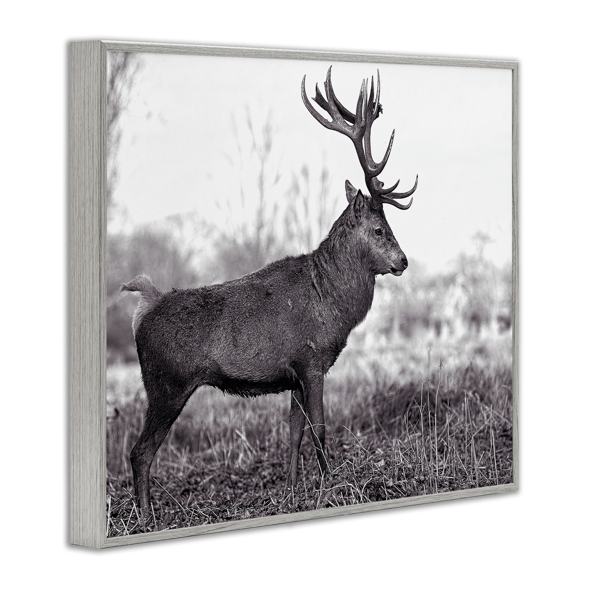 Stupell Industries Elk in Peaceful Forest Animals & Insects Photography Gray Framed Art Print Wall Art, 14 x 11