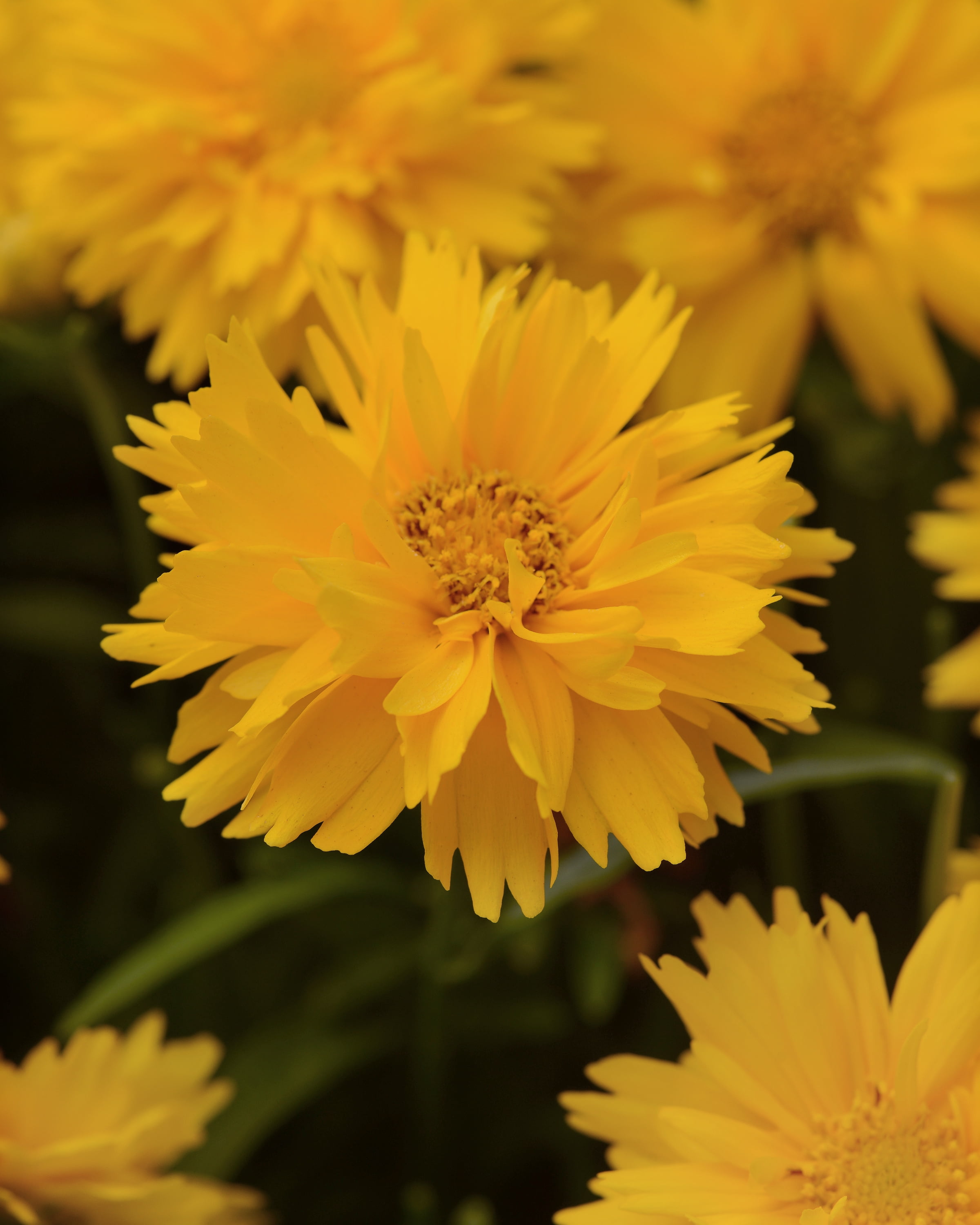 Expert Gardener 2.5 Quart Coreopsis Yellow Perennial Outdoor Live Plants