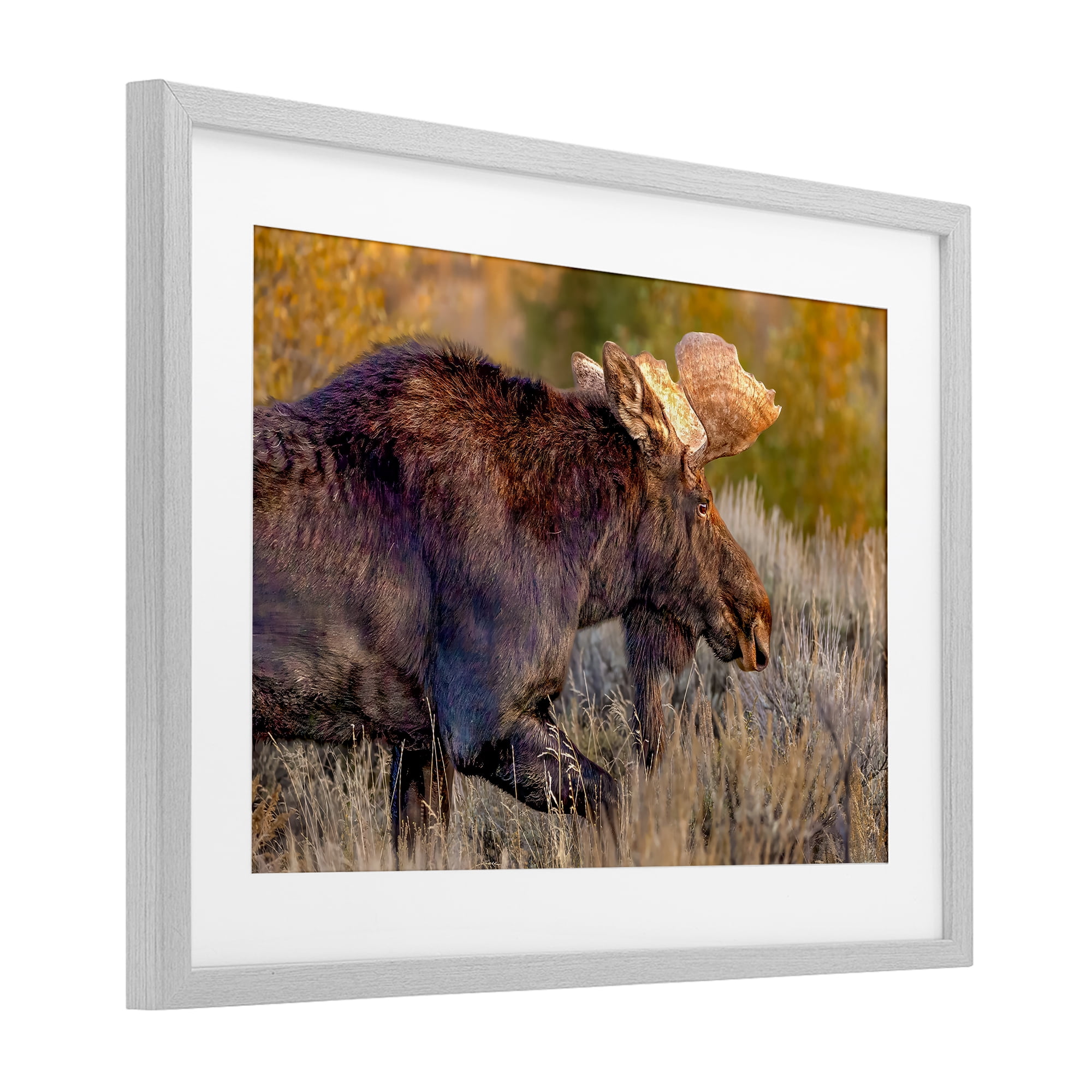 Stupell Industries Bull Moose At Dusk Gray Framed Print Under Glass, design by Shelley Carlisle