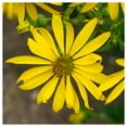 thumbnail image 3 of Everwilde Farms - 150 Rosin Weed Native Wildflower Seeds - Gold Vault Jumbo Bulk Seed Packet, 3 of 4