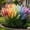 A, variant on Pampas Grass-Ornamental Grass,Low Maintenance,for Garden,Ideal for Beds Borders Plant Pots & Planters