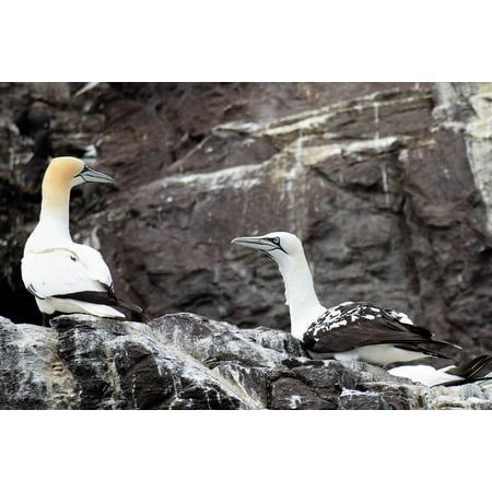 Stain Removal Bird Droppings - Peel-n-Stick Poster of Ocean Bird Droppings Seabird Rock Guga Gannets Poster 24x16 Adhesive Sticker Poster Print
