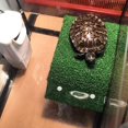thumbnail image 1 of shiyou-Turtle Basking Platform, Tortoise Ramp Reptile Tank Ladder Resting Terrace, Tortoise Ramp Reptile Ladder Resting Terrace Fish Tank Aquarium Turtle Dock Floating Décor 18cm*12cm*4cm（Medium）, 1 of 4