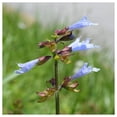 thumbnail image 3 of Everwilde Farms - 1 oz Lyre Leaved Sage Native Wildflower Seeds - Gold Vault Bulk Seed Packet, 3 of 3