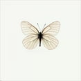 thumbnail image 3 of PhotoINC Studio 12x12 Black Modern Framed Museum Art Print Titled - White Butterfly, 3 of 5