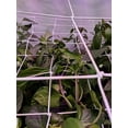thumbnail image 4 of 4'' Mesh Trellis Netting  for Grow Tents Plant Support Elastic ScrOG/ LST/ HST Net with Hooks Grow Box Kit Low Stress Training, 4 of 10