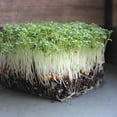 thumbnail image 3 of Curled Cress Seeds - 1 g Packet ~800 Seeds - Non-GMO, Heirloom, Sprouting Seeds for Growing Microgreens, Gardening Baby Salad Greens, 3 of 6