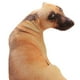 thumbnail image 4 of Cómodo juguete de peluche de perro, regalo de Navidad, decoración impresa en 3D para fiestas. Estilo A, 4 of 9