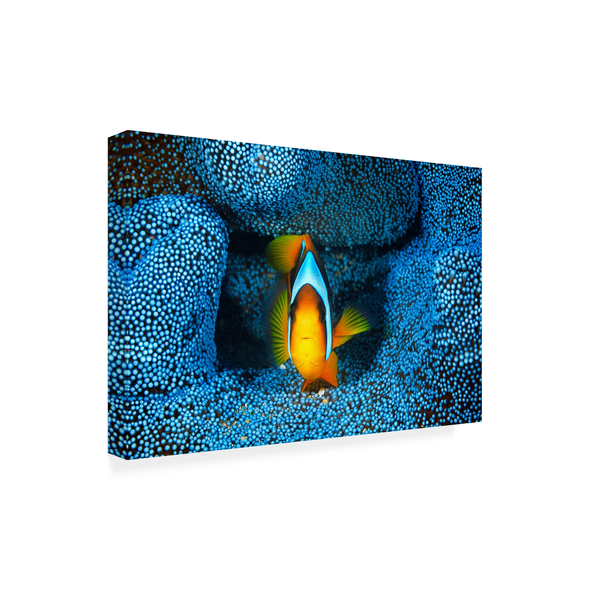 Barathieu Gabriel 'Clownfish In Blue' Canvas Art