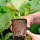 thumbnail image 4 of Macetas de turba para plántulas 50 Uds 6x6CM redondas degradables de pulpa de papel macetas de turba taza de vivero para plantas uso para jardinería ANGGREK  Otros, 4 of 8