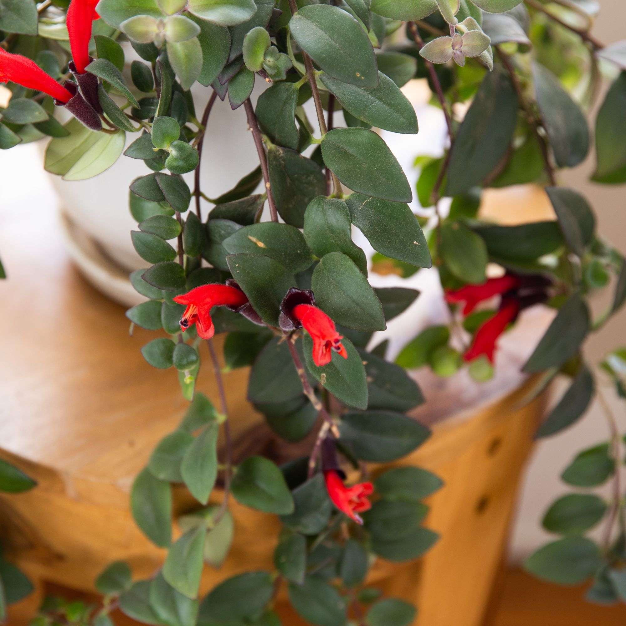 Lipstick Plant Live Plant for Indoor | Different Houseplants in 4'' & 6'' Pot | Real House Plant for Living Room, Office, Desk & Bathroom | Lipstick plant | Aeschynanthus