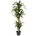thumbnail image 5 of Nearly Natural 5ft. Yucca Silk Plant, Green, 5 of 5