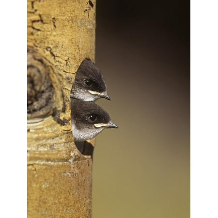Tree Swallow Habitat Violet-Green Swallow Nestlings Peering from their Nest Hole in a Tree, Tachycineta Thalassina Print Wall Art By Charles Melton ()