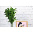 thumbnail image 2 of Real Touch Flowers - Fresh & Natural Israeli Ruscus - 1 Bunch (10 stems), 2 of 3