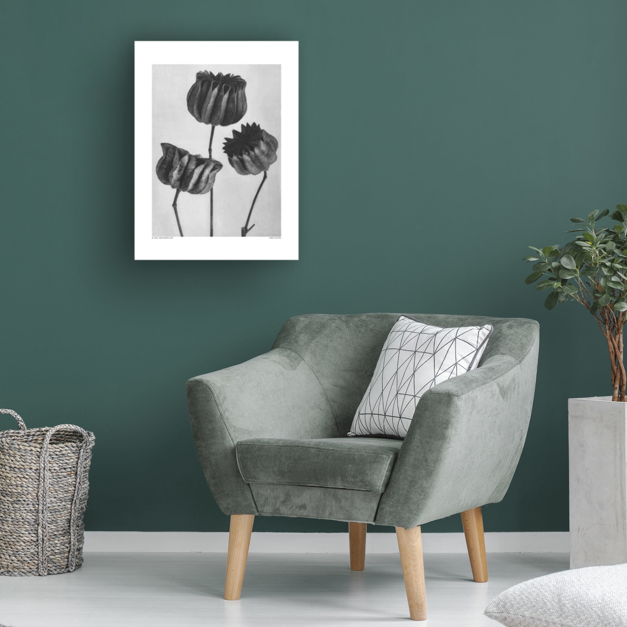 Trademark Fine Art Pictufy Abutilon Lime Mallow Canvas Wall Art