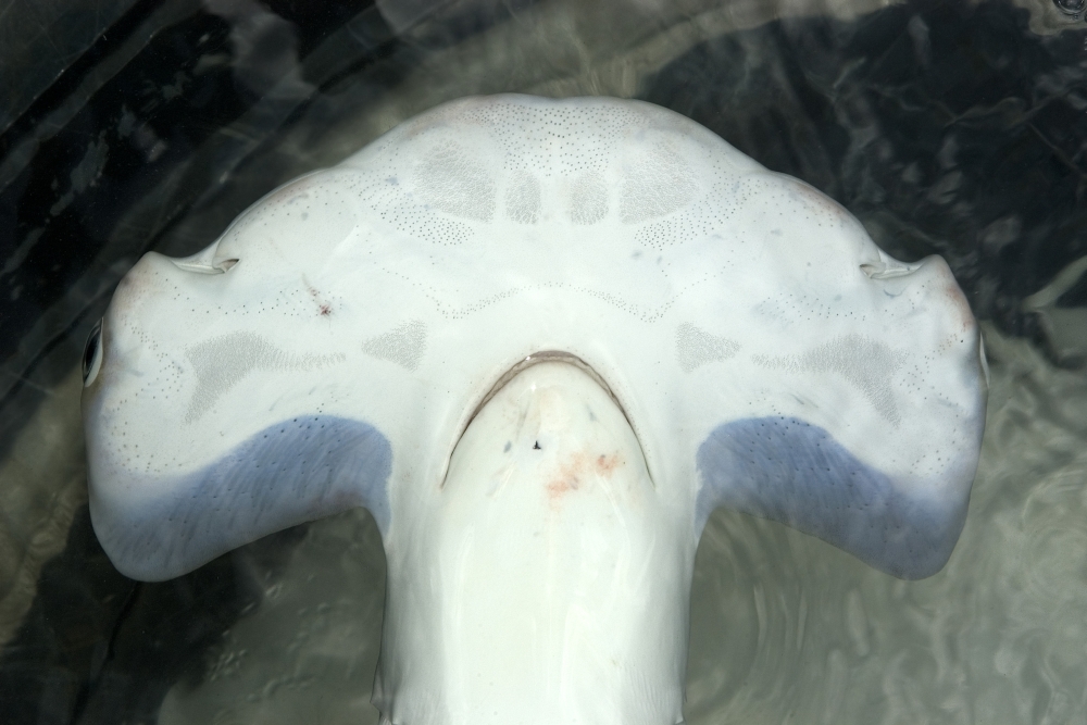 Head detail of a hammerhead shark showing ampullae of lorenzini Poster