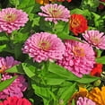 thumbnail image 1 of shiyou-Zinnia -Cut & Come Again- 100 Seeds, 1 of 4