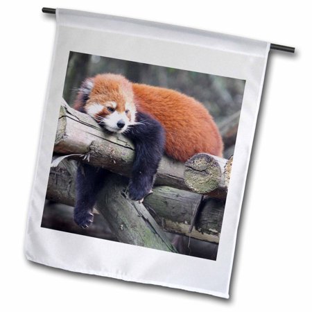 3dRose Adorable Red Panda, Sichuan Province, China - Garden Flag, 12 by 18-inch