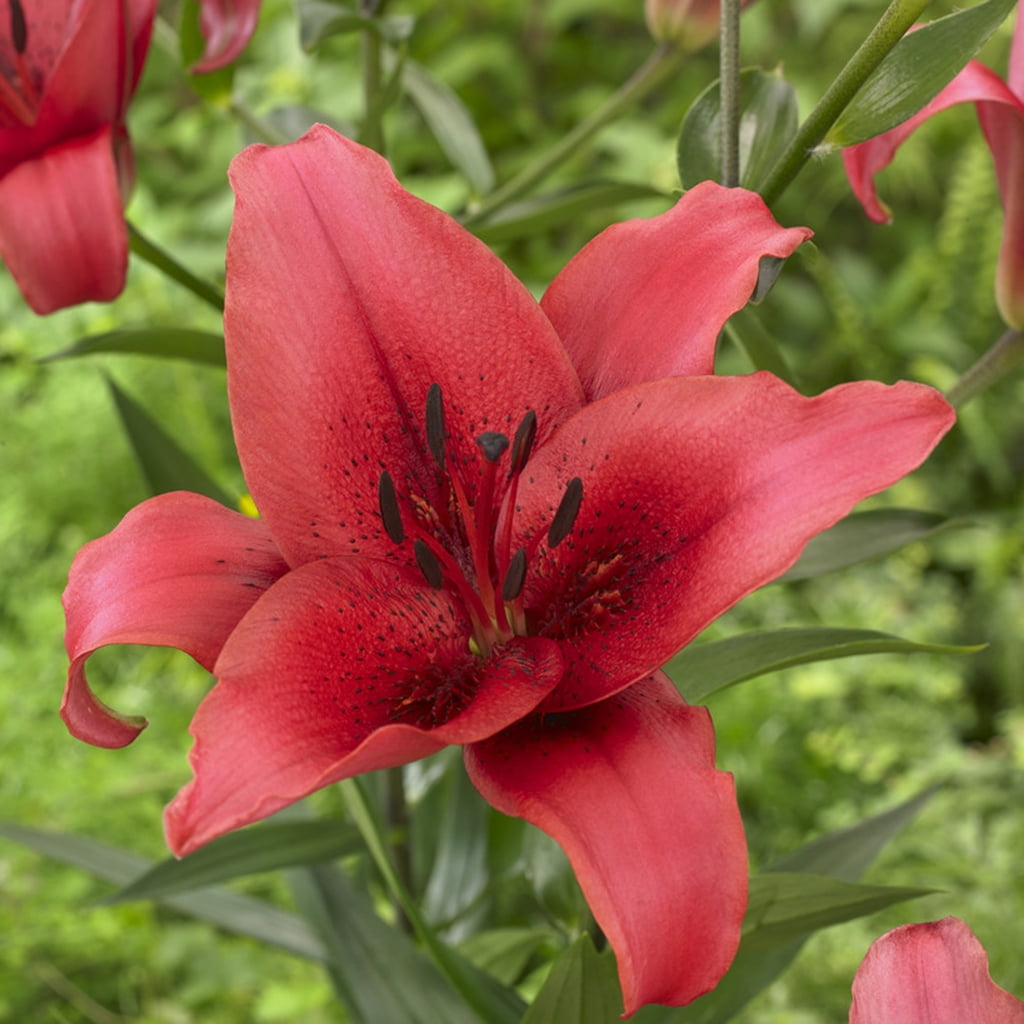 Van Zyverden Lilies November Rain Set of 5 Bulbs