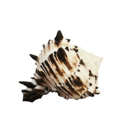 Murex Shell - Black Murex Shell Seashell (4