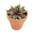 thumbnail image 2 of Sempervivum Red Lion (2"+ Plastic Pot) - Tiny, Lovely, Easy to Care Succulent for Beginners - Live Healthy Unique Succulent - Best Indoor Plant, 2 of 8