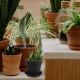 thumbnail image 4 of unbranded 10Ud Macetas Gruesas Negras Para Plantas De Escritorio Ideales Para Interior Y Exterior, 4 of 8