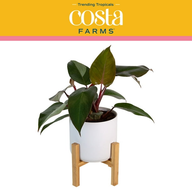 Costa Farms Trending Tropicals Live Indoor 10 12in Tall Multi Color Pink Princess Philodendron