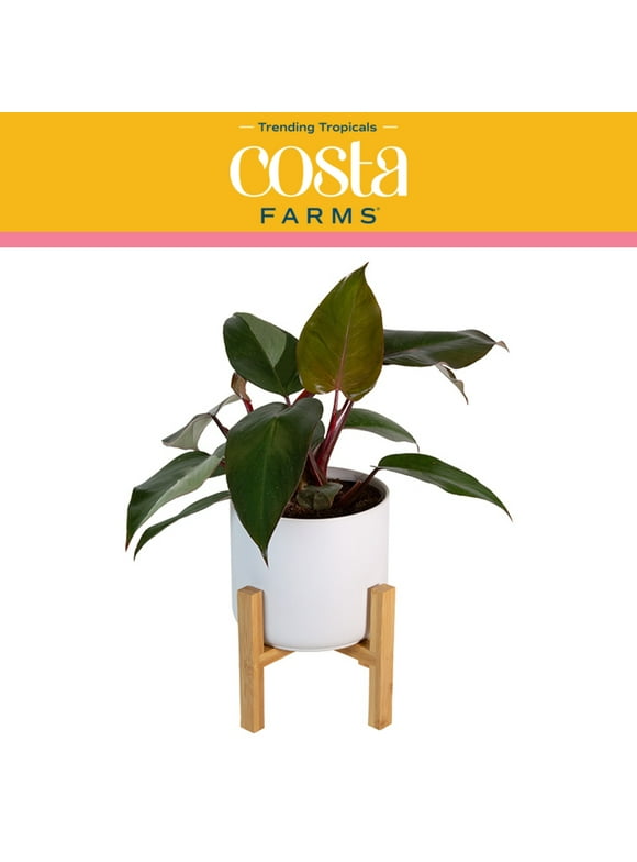 Costa Farms in Indoor Plants