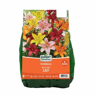 Van Zyverden Lily Durango (Set of 4 Dormant Bulbs) Partial Sun