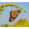 thumbnail image 4 of Calendar Ink, Butterflies WWF 2025 Wall Calendar, 4 of 4