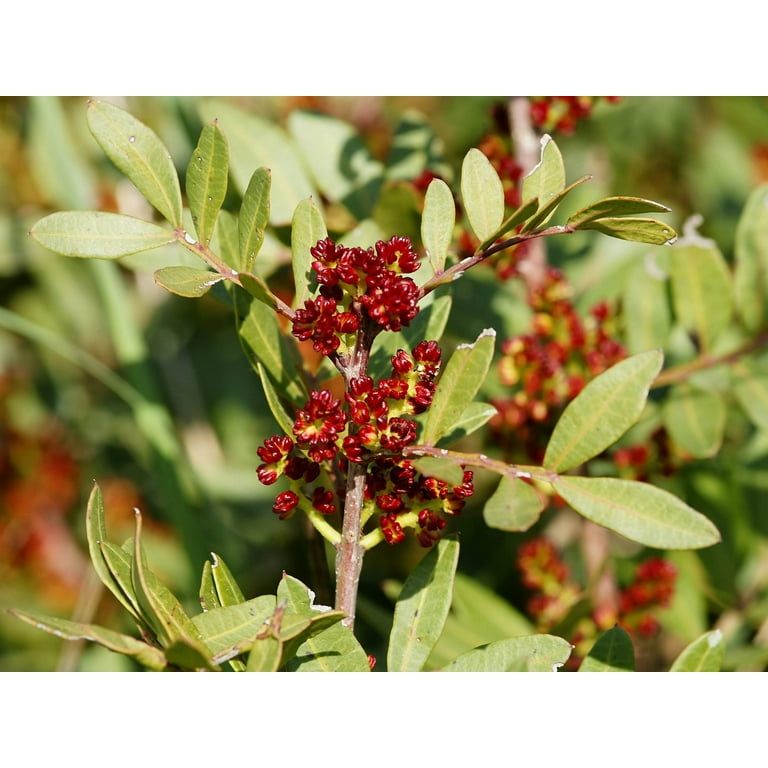 Seedville USA Pistachio Nut Tree Seeds, Pistacia Vera, Red
