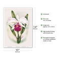 thumbnail image 2 of White Cattleya Orchid - Queen of Orchids - Hawaii - Vintage Hawaiian Airbrush Art by Ted Mundorff c.1947 - Master Art Print 10in x 14in, 2 of 4